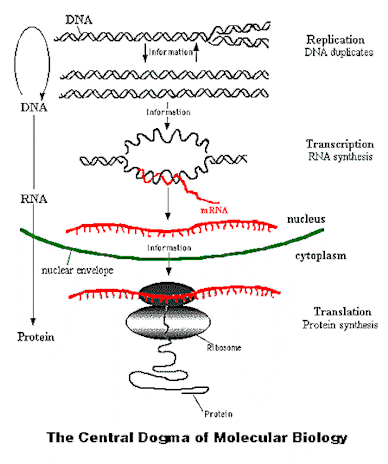 central.gif (20841 bytes)