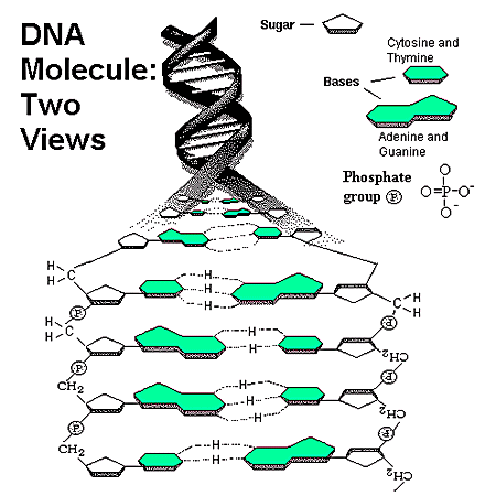 dna_molecule.gif (26910 bytes)