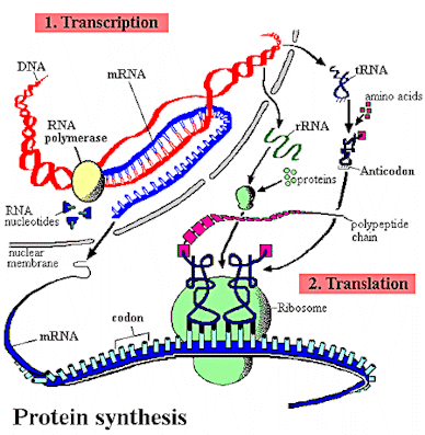 protein_synthesis.gif (36373 bytes)