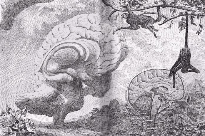 brain4-6.jpg (169955 bytes)